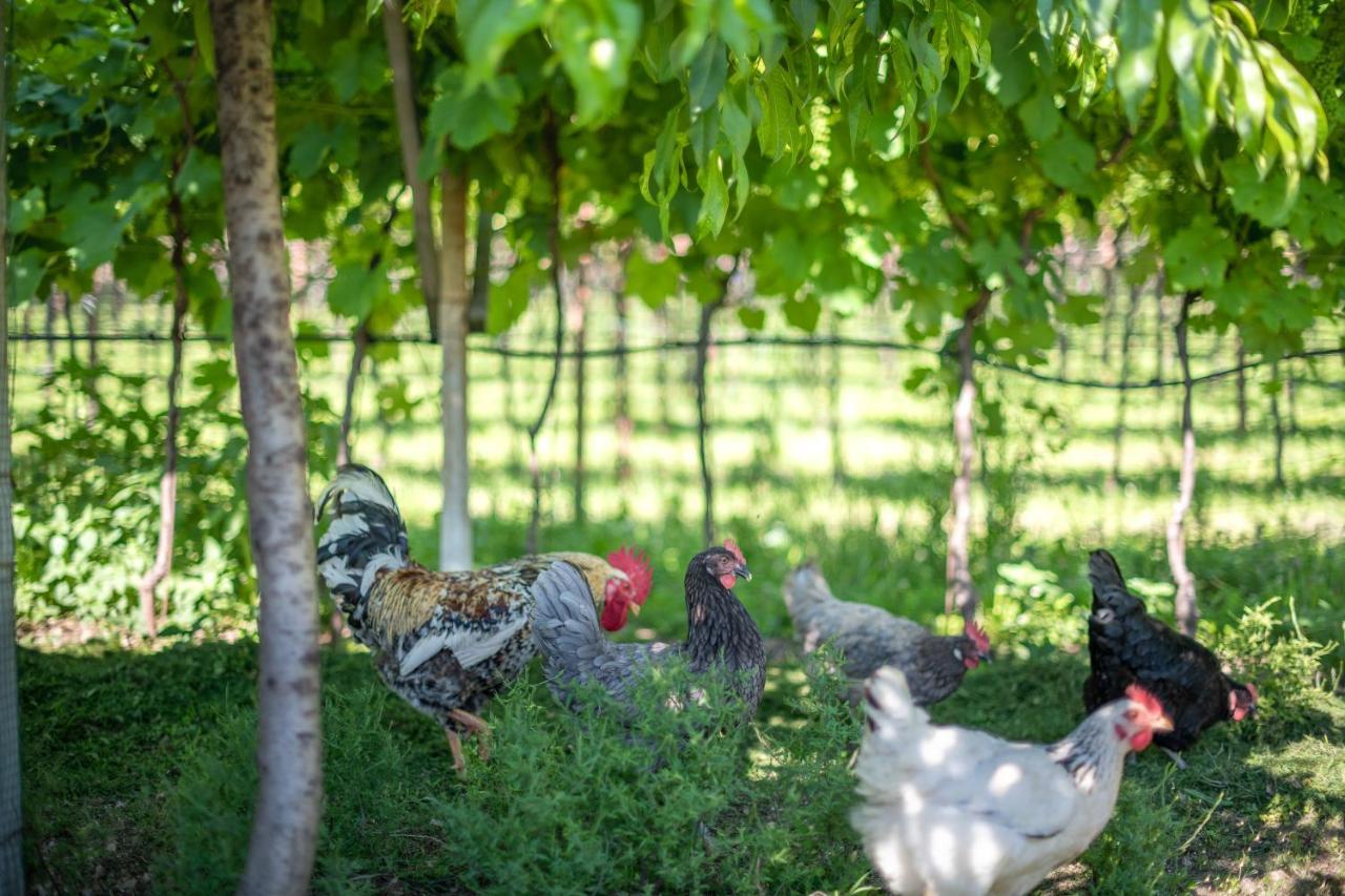 Roesslhof Bed & Breakfast Caldaro Bagian luar foto